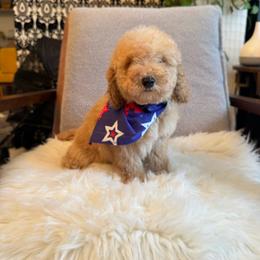 Zeze - Apricot male Goldendoodle puppy in Davie, Florida from Daviegoldendoodles