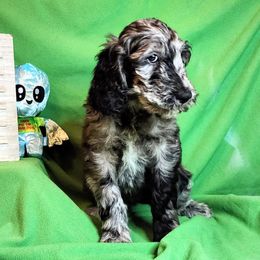 Jude - Merle Goldendoodle puppy in Sarasota, Florida from Oodles of Poodles and Doodles