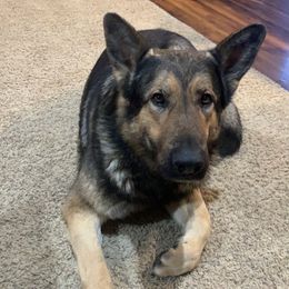 Thatcher - German Shepherd