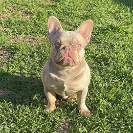 Silverback - French Bulldog