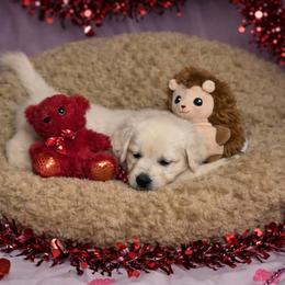 Remus- Boy 2 - Light golden male Golden Retriever puppy in Holly, Michigan from Nina's Golden hour