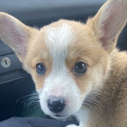 Mama - Pembroke Welsh Corgi puppy in Washington from KB Corgis
