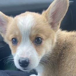 Mama - Pembroke Welsh Corgi puppy in Washington from KB Corgis