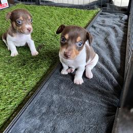 Jack - Chocolate and white male Teddy Roosevelt Terrier puppy in Troy, Ohio from Wiggle Wags Miniature American Shepherds