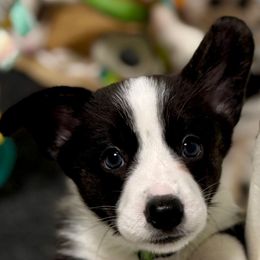 Funyun - Black and white male American Corgi puppy in Omaha, Arkansas from DnD Corgis