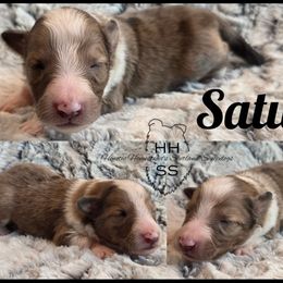 Saturn - Sable merle and white male Shetland Sheepdog puppy in Lebanon, Tennessee from Henotic Homestead's Shetland Sheepdogs