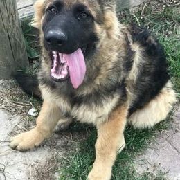 German Shepherd Puppies from Chattanooga Tn German Shepherds