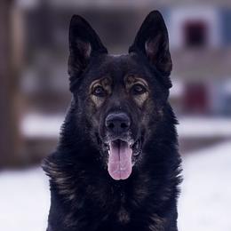 German Shepherds from Augenblick Kennels