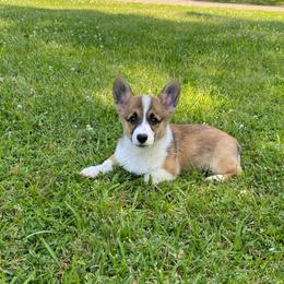 Sawyer - Sable male Pembroke Welsh Corgi puppy in Morton, Mississippi from Southern Magnolia Corgis