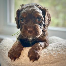 Nectarine - Brown white and tan male Cockapoo puppy in Palm Beach County, Florida from Benji’s Cockapoos