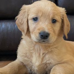 Australian Shepherd puppies from Hope & Joy Acres