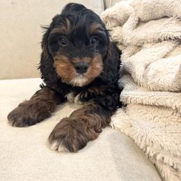 Jagger - Black and tan male Cavapoo puppy in Linden, Michigan from Maple Drive Doodles