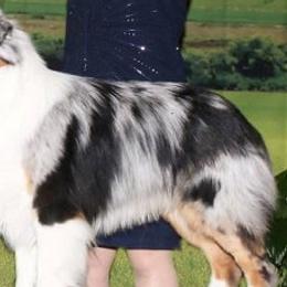 Australian Shepherds and Boston Terriers from PrimaShowDogs