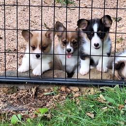 Pembroke Welsh Corgi Puppies from Rhone River Farm Pembroke Welsh Corgis