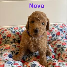 Nova - Apricot female Poodle puppy in Union Grove, Alabama from Beltane Bonnies