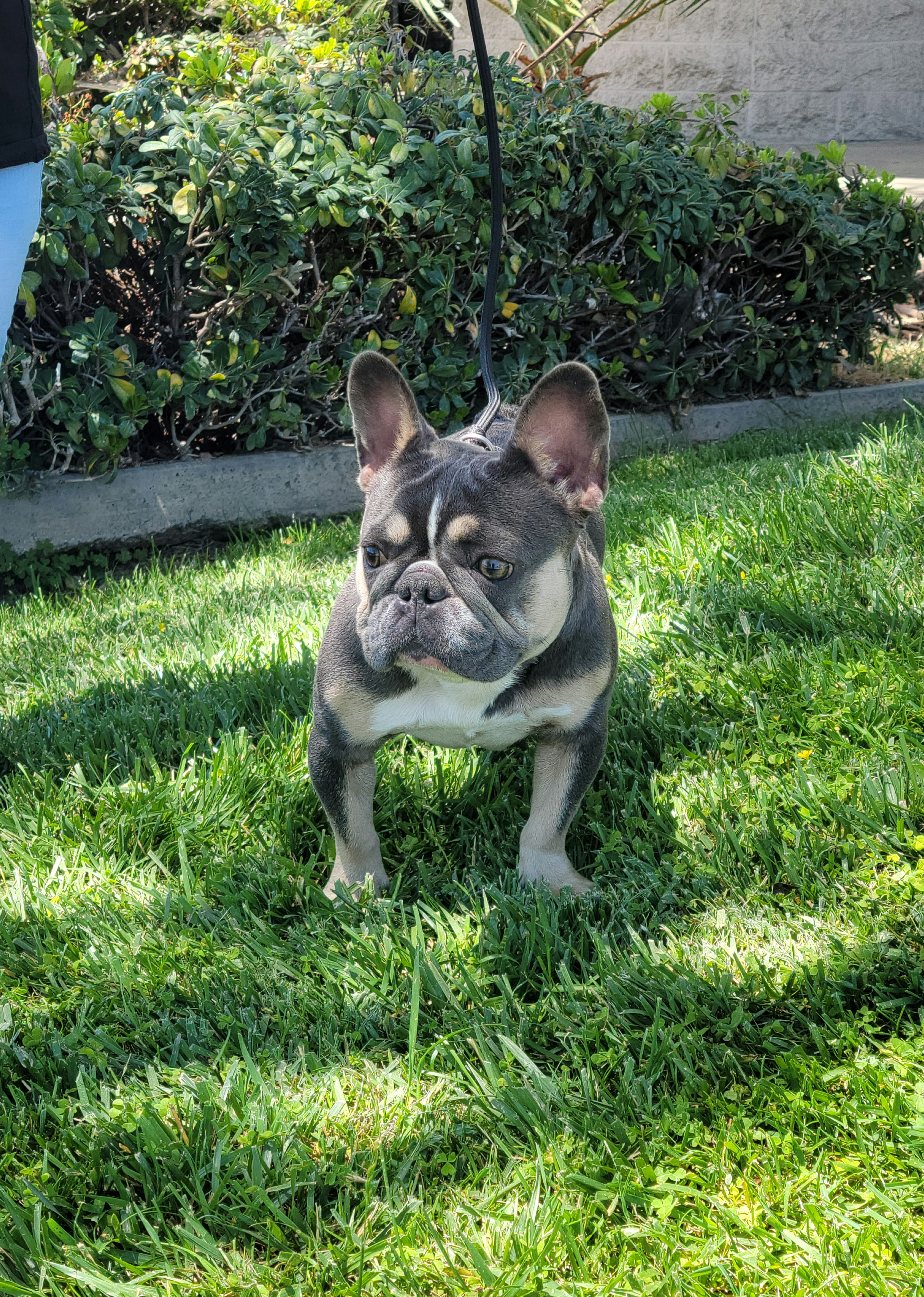 Lulu - French Bulldog