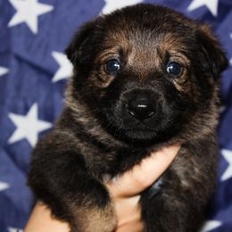 German Shepherd Puppies from Black Beauty Shepherds