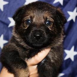 German Shepherd Puppies from Black Beauty Shepherds