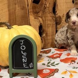 Jolene - Red merle female Aussiedoodle puppy in Lavonia, Georgia from H & A Kennels