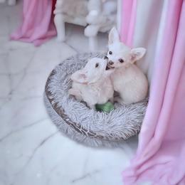 Chihuahua Puppies from Petite Pups LLC