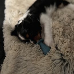 Cavalier King Charles Spaniel Puppies from AustinCavalier