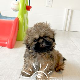 Shih Tzu Puppies from Arizona Sunrise Shih Tzus