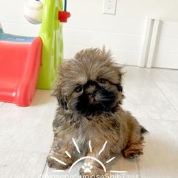 Shih Tzu Puppies from Arizona Sunrise Shih Tzus