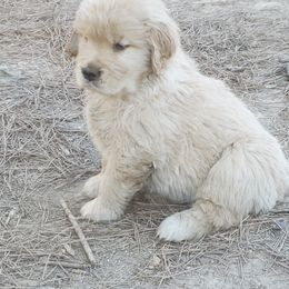 Golden Retriever Puppies from Sunkyst Golden Retrievers