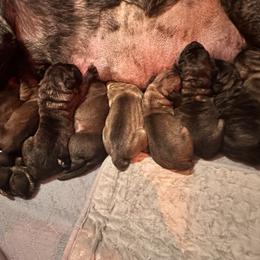 White collar - Fawn male Mastiff puppy in Lincolnton, North Carolina from Little Mountain Mastiffs