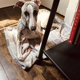 Whippet Puppies from Smithfield Park