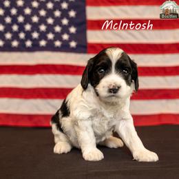 McIntosh aka Mac - Black male Australian Labradoodle puppy in Cashmere, Washington from Mountain Home Doodles