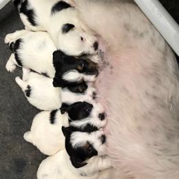 Russell Terrier puppies from Oak Creek Jacks