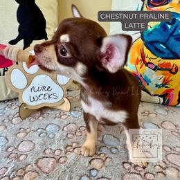 Chestnut Praline Latte - Chocolate and tan female Chihuahua puppy in Woodstock, Georgia from iChihuahuas Kennel