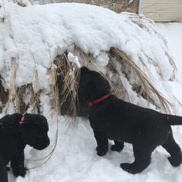 Labrador Retriever Puppies from Jody Parisi's Dunluce Labrador Retrievers