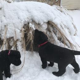 Labrador Retriever Puppies from Jody Parisi's Dunluce Labrador Retrievers