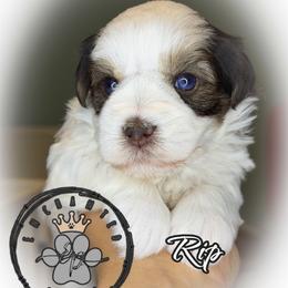 Rip - Parti male Miniature Schnauzer puppy in Dorr, Michigan from Enchanted Paws