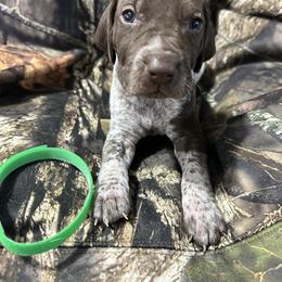 Green Boy - Liver roan male German Shorthaired Pointer puppy in Dearborn, Missouri from Hardwood Kennels