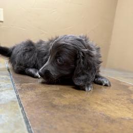 Shade - Gray (blue) male Dachshund puppy in Irving, Texas from DFW Dachshunds by G & S