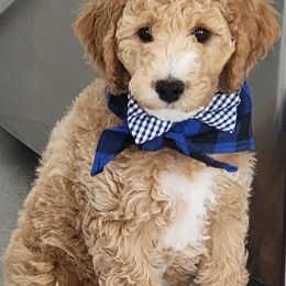 Goldendoodle All Grown Up from We R Mini Doodles