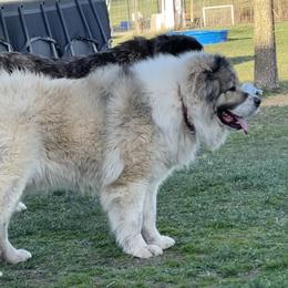 Georgette - Caucasian Shepherd Dog