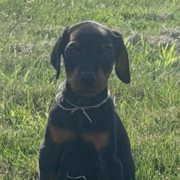 Rugby - Black and rust male Doberman Pinscher puppy in Peru, Indiana from De luxe dobermans