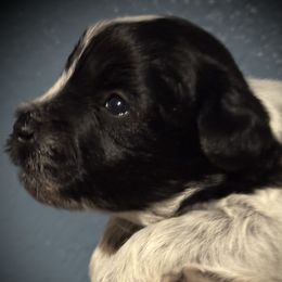 Black Parti Roan Girl - Parti female Miniature Schnauzer puppy in Pflugerville, Texas from K&K Precious Tx schnauzers