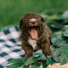 Aussiedoodle and Poodle Puppies from Out West Doodles