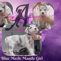 Blue Merle Mantle Girl - Mantle merle female Great Dane puppy in Longview, Texas from Lazy A Danes