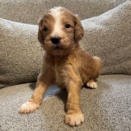 River (red) - Apricot male Goldendoodle puppy in Belleville, New Jersey from New Jersey Doodles and Frenchies