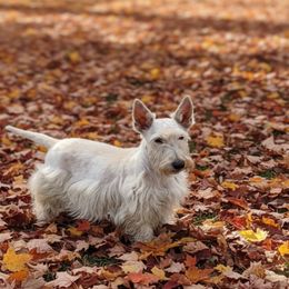 Sugar bear - Scottish Terrier