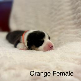 Orange Female - Black and tan female Pembroke Welsh Corgi puppy in La Porte City, Iowa from Cedar River Corgis