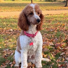 Juniper - Goldendoodle