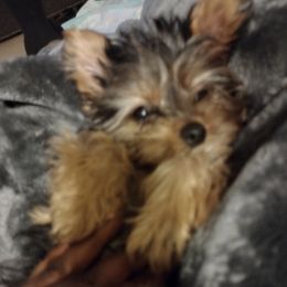 Yorkshire Terriers from Tiny Tiny Bundles