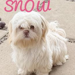 Snow - White male Shih Tzu puppy in Victorville, California from RUMBLE n TUMBLE